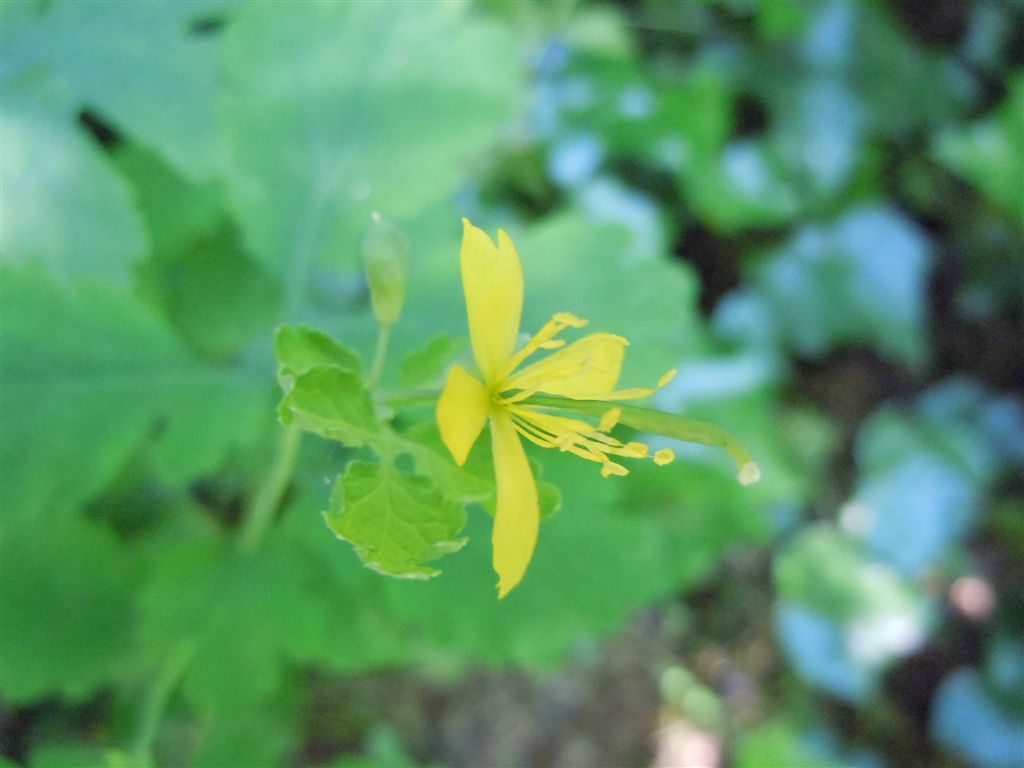 Chelidonium majus